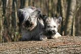 SKYE TERRIER 016